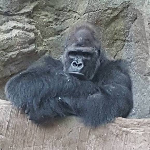 Meet your Posher, Steve - Picture 1 of 1